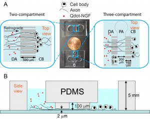 Microfluidic