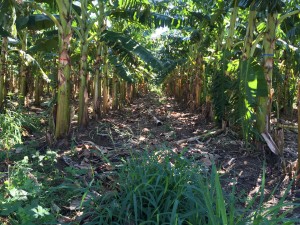 plantain row