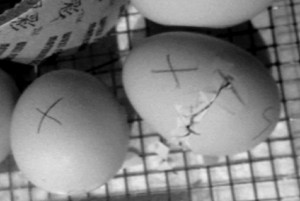 Black and white image of an egg in an incubator beginning to crack.