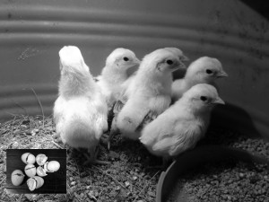 black and white image of newly hatched chicks with an inset of the eggs from whence they came.
