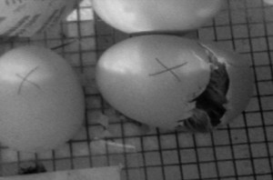 A black and white image of a chick hatching out of an egg in an incubator.