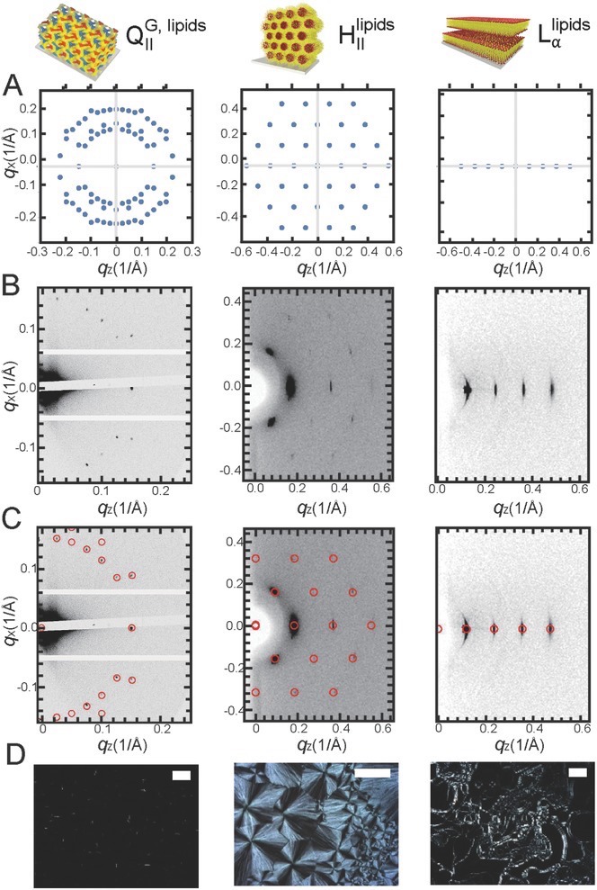 Lipid films structure and characterization