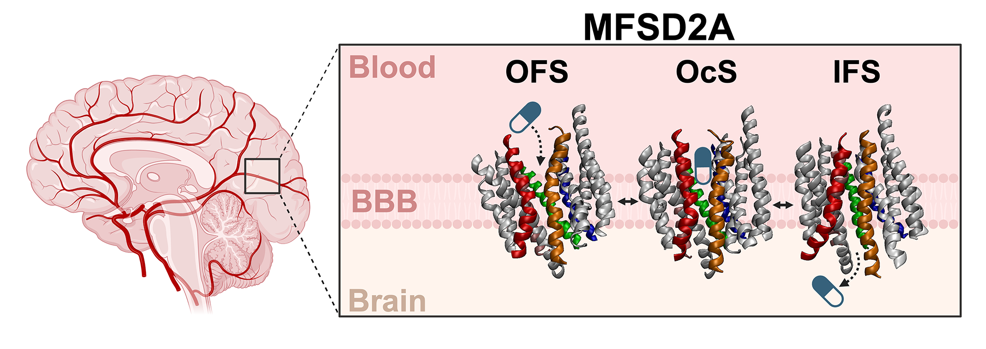 A basic visualization that shows a protein passing through the blood brain barrier.