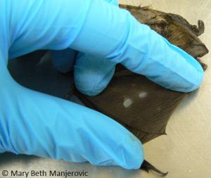 Small tissue biopsies are collected from the thin wing membrane of bats