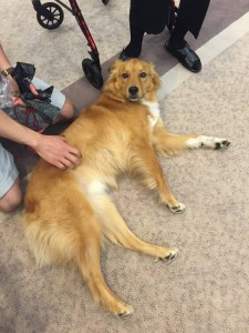 OTS Pet Visitations 6/18/15