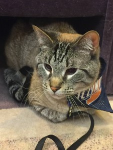 OTS Pet Visitations 4/7/15
