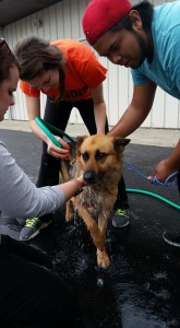 OTS Fall Pet Wash - 9/27/15