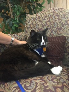 OTS Pet Visitations 9/22/15
