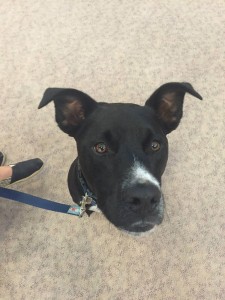 OTS Pet Visitations 9/22/15