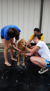 OTS Fall Pet Wash - 9/27/15