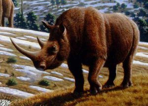Artist Mauricio Anton depiction of the Woolly Rhino. Source: Scientific American