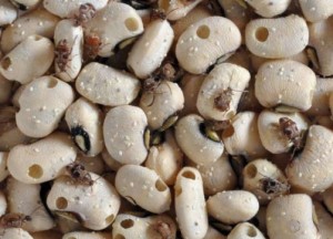 Cowpea infested by eggs and adults of C. Maculatus / Photo credit: Sonia Dourlot