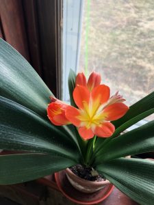 Flower in the windowsill