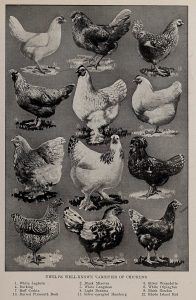 Poster: "Twelve Well-Known Varieties of Chickens