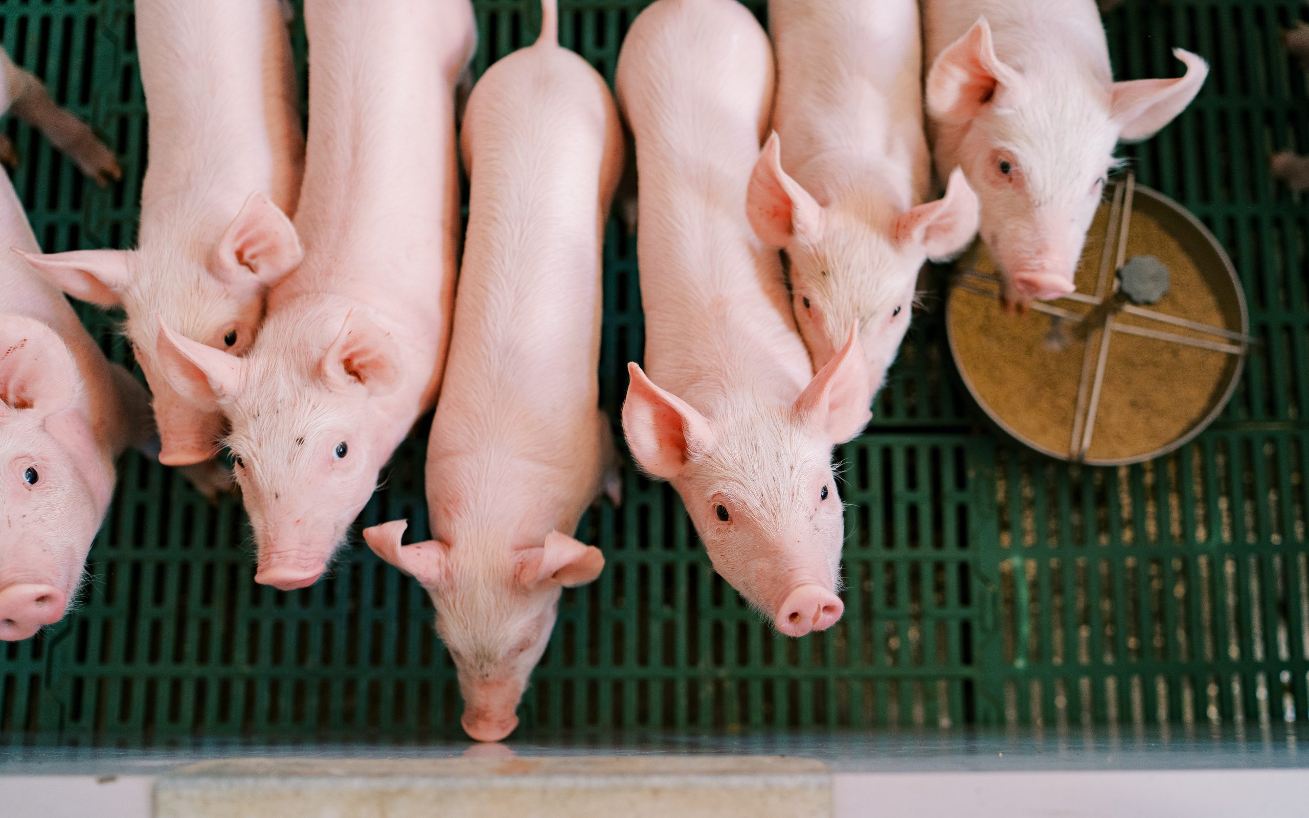 weanling pigs stand near a feeder and look up