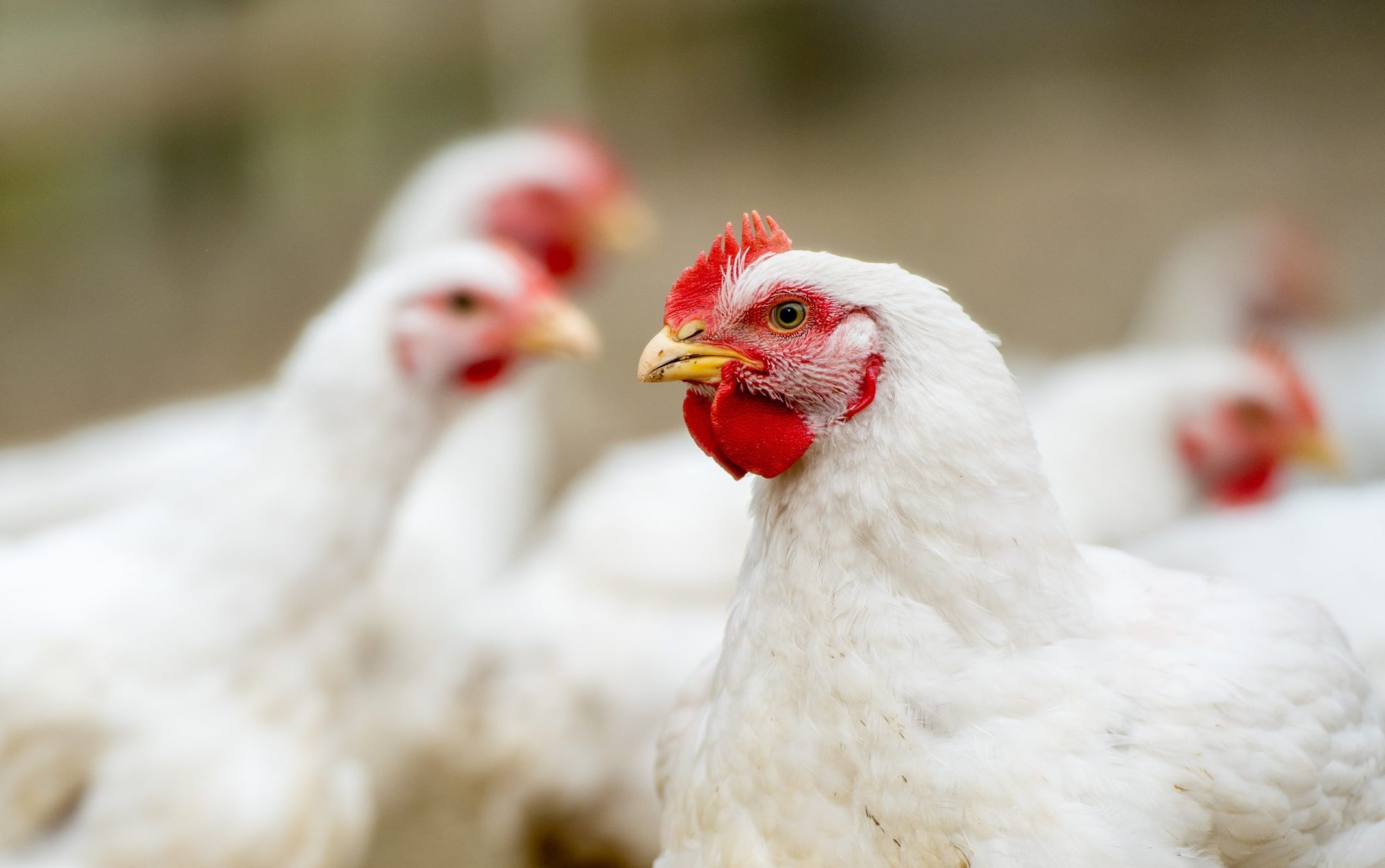 white broiler chickens