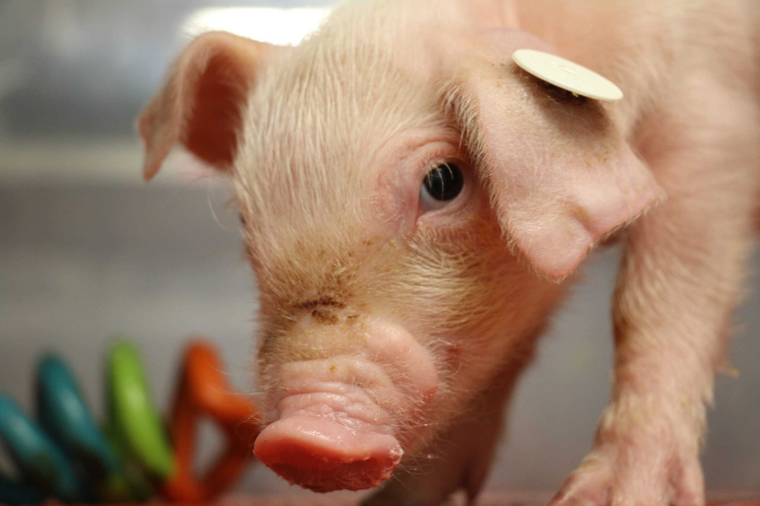 close-up photo of a young pig with an enrichment device in the background