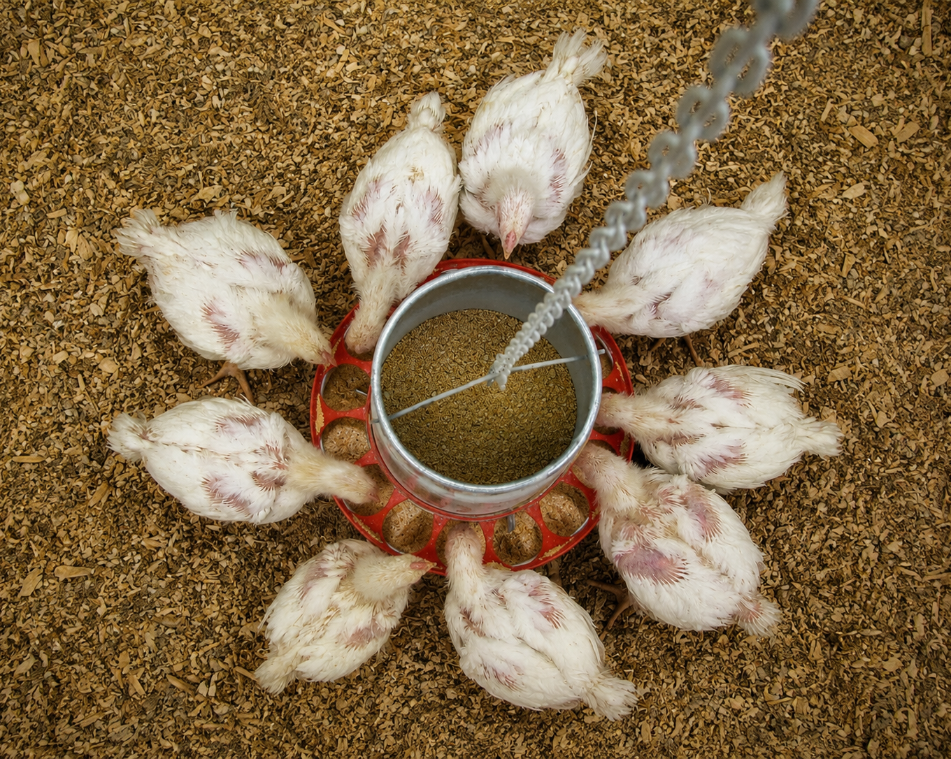 broiler chickens encircling a feeder