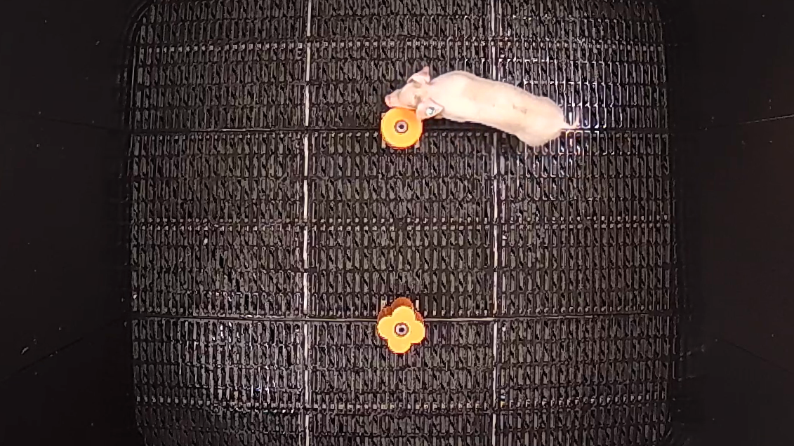 young pig investigating an anchored object in a behavioral testing paradigm of learning and memory