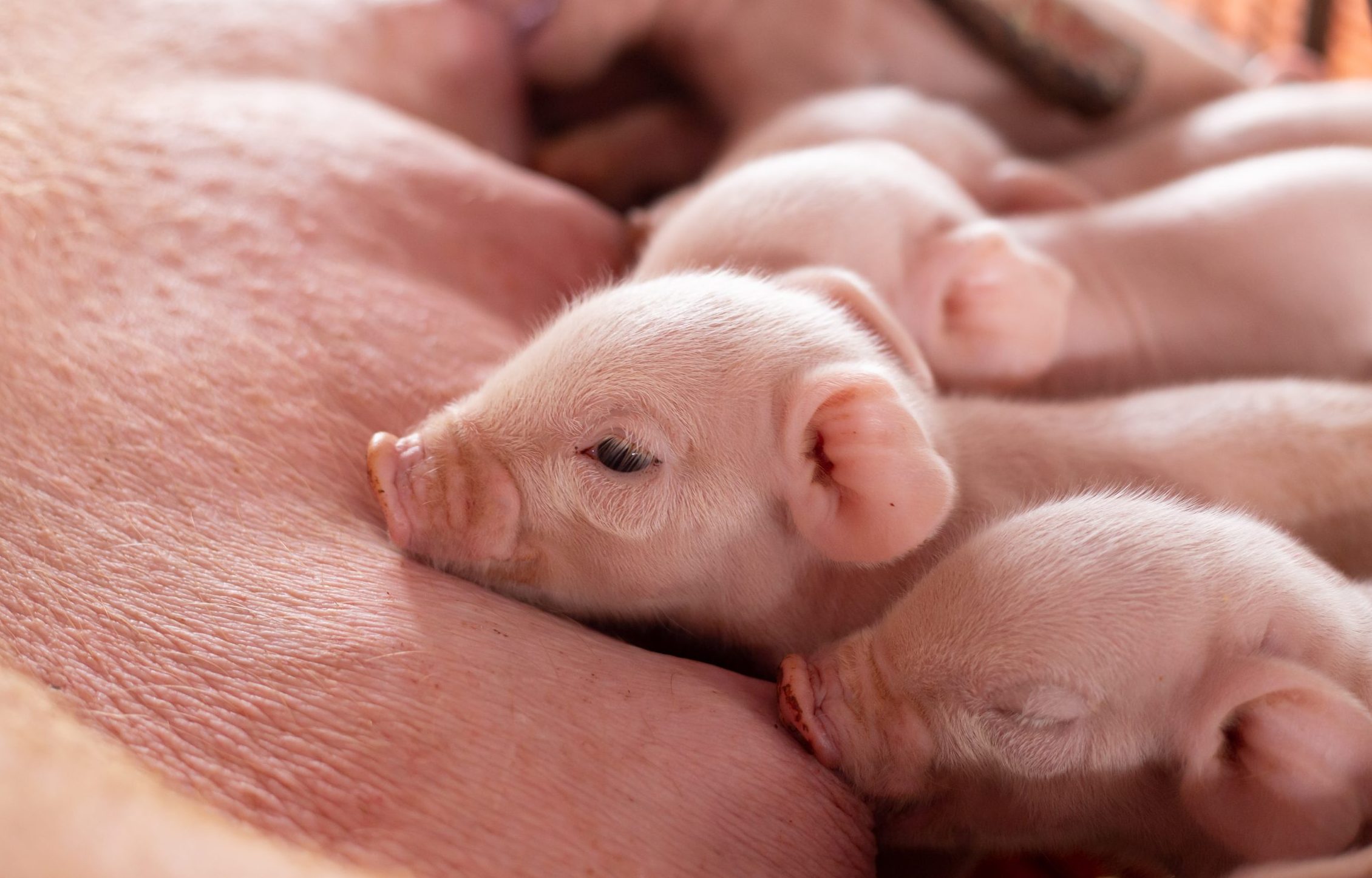 piglets suckling on the sow