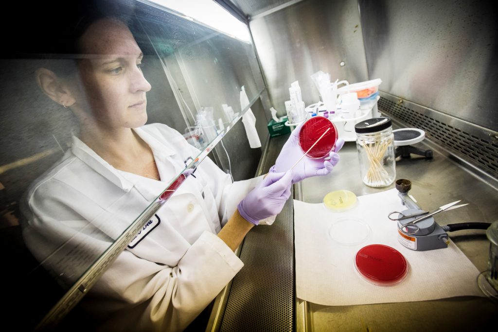 Research technician taking swab sample from petri dish.