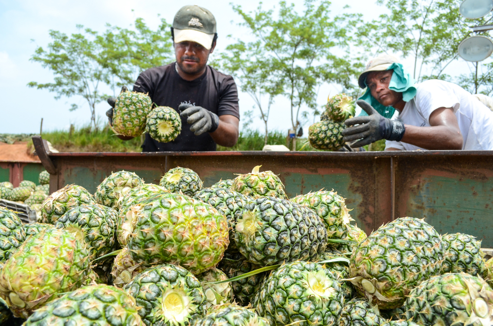 Pineapple Workers