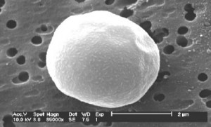 A microscopic image of a pathogen at the micrometer scale
