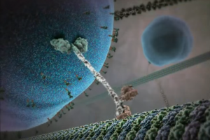 The walking protein: Kinesin protein that walks on cellular roads using its two feet and carries a cargo on it head. Kinesin protein was visualized by fluorescence microscopy in lab of Prof. Paul Selvin at Illinois. Image credits: BioVisions at Harvard university.