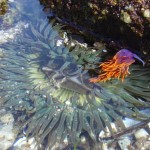 Flabellina and anemone
