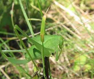 green insect on grass stem