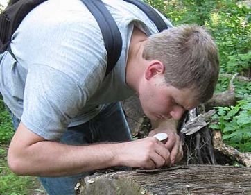 man bends to examine log