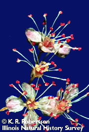 Filipendula rubra blooms