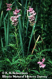 Filipendula rubra plants