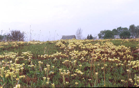 yellow prairie flowers