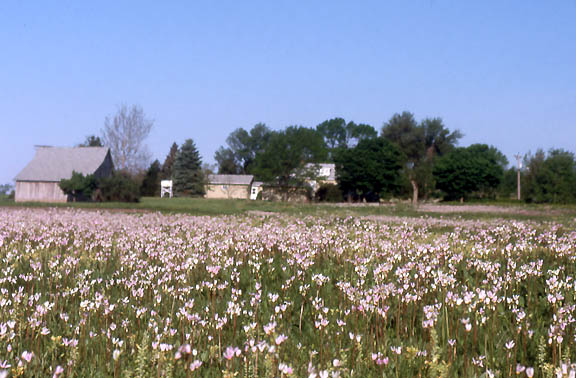 pink prairie flowers