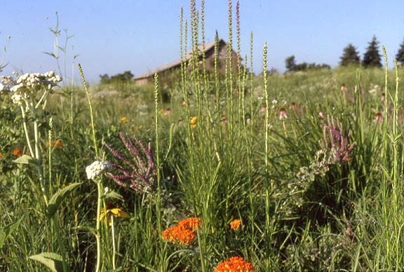 lead plant, butterfly milkweed and other prairie plants