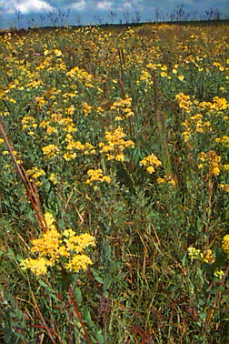 yellow flowers in fall
