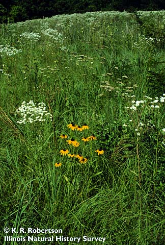 white and yellow prairie wildflowers