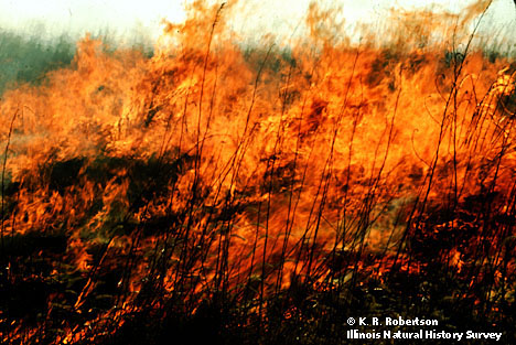 fire burning prairie