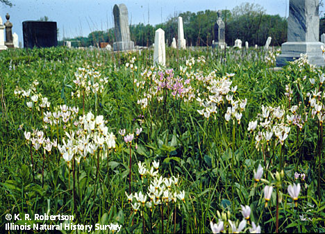 wildflowers amid grave markers