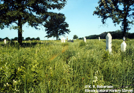 prairie vegetation amid grave markers