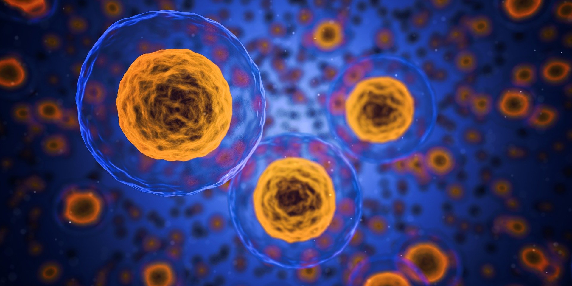 Human cells for research