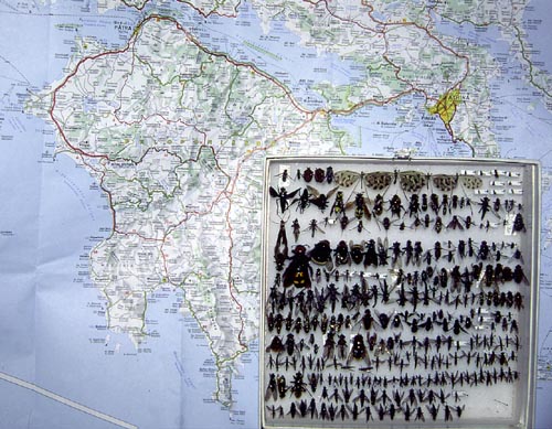 insect specimens placed on map