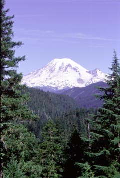 Mount Rainier with pines in foreground