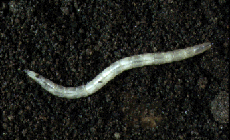 Thereva fucata Loew larva