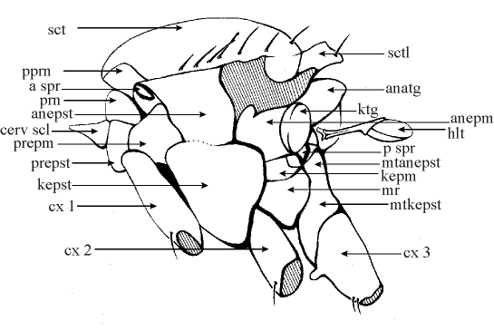 labeled diagram of therevid thorax