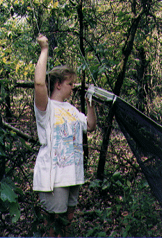Marianne Hartman checks a malaise trap in the forest
