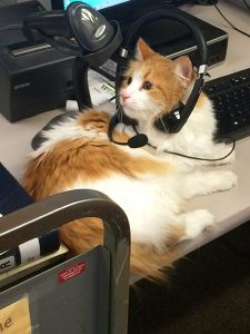 A photo of Uggles the cat with a headset on 