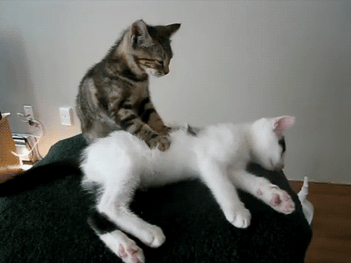 A gif of a cat massaging a cat that is relaxed