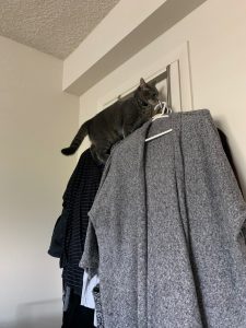 The cat, Dusty Butt, climbing on top of hanging clothes.